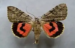 stužkonoska vrbová