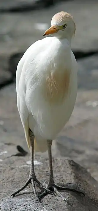 alternativní popis obrázku chybí