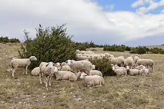 Stádo ovcí plemene lacaune na pošině Méjean koncem léta.