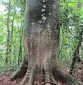 Pata kmene C. platanifolia