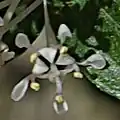 Detail květu latnatce Ceanothus fendleri