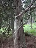 Provazovka v druhé polovině 20. století na Šumavě téměř vyhynula.(Šumava, Modravská hora)