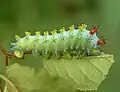 Housenka martináče Hyalophora cecropia