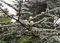 Cedr (Cedrus atlantica)