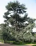 Kultivar 'Glauca'