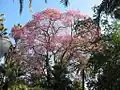 Kvetoucí Ceiba pubiflora v botanické zahradě v Málaze