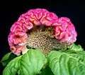Nevadlec Celosia argentea