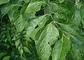 Břestovec západní (Celtis occidentalis)