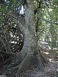 Kmen Celtis gomphophylla s kořenovými náběhy