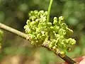 Květenství břestovce timorského (Celtis timorensis)