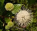 Kvetoucí hlavoš západní (Cephalanthus occidentalis)