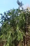Cephalotaxus fortunei – habitus