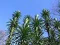 Cephalotaxus harringtonii – detail letorostů