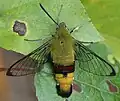 Lišaj Cephonodes hylas
