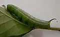 Housenka lišaje Cephonodes hylas