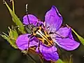 Brachyta interrogationis