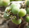 Kvetoucí Ceraria pygmaea