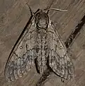 Lišaj Ceratomia catalpae