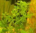 Obšírák Ceratopteris cornuta