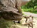 Ceratosaurus, DinoPark Bratislava