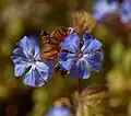 Rohovec Ceratostigma willmottianum