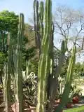Vyšší rostliny Cereus jamacaru.