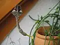 Ceropegia nilotica