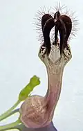 Ceropegia woodii