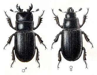 Roháček jedlový (Ceruchus chrysomelinus)