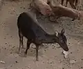 Samice sambara luzonského