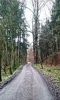 Cesta do Náchoda od Bartoňovy útulny lemovaná smíšeným lesem