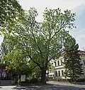 Jasan u školy