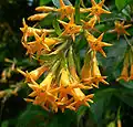Kladivník Cestrum aurantiacum