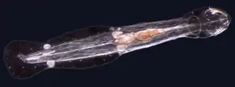 Spadella cephaloptera
