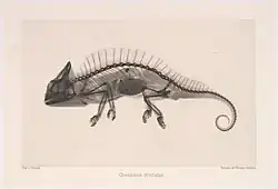 Chameleon cristatus