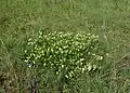 rostlina