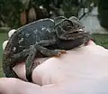Chameleon obecný (Chamaeleo chamaeleon)