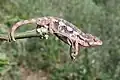 Chameleon pardálí na Madagaskaru