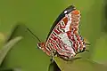 Babočka Charaxes brutus