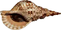 alternativní popis obrázku chybí
