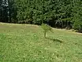 Celkový pohled na chráněnou louku