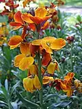 Chejr vonný (Erysimum cheiri)