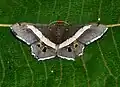 Chiasma sp.