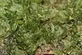Křehutka různolistá (Chiloscyphus profundus)