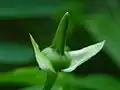 Nedozrálý plod Thunbergia fragrans