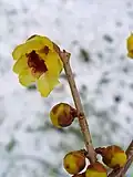 Květy zimnokvětu časného