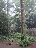 Kmen