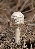 mladá plodnice