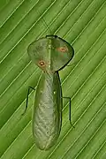 Choeradodis sp.