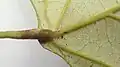 Detail pulvinu na vrcholu řapíku Chondrodendron microphyllum